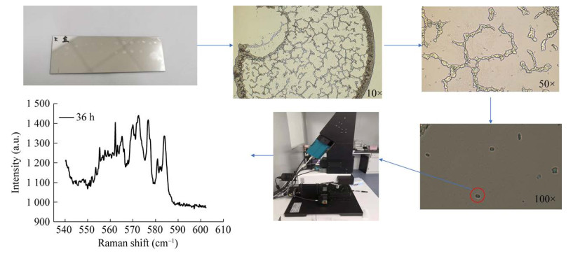 图 1　单细菌共焦拉曼光谱测定流程图.jpg
