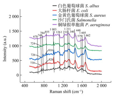 图 5　5种细菌的单细菌拉曼光谱.jpg